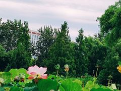 -莲花池公园