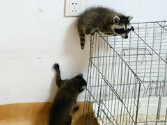 -猫色咖啡·猫咖