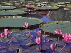 -中国科学院西双版纳热带植物园