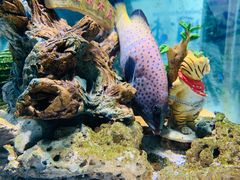 -太平洋海底世界