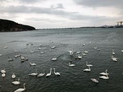 -烟墩角天鹅湖