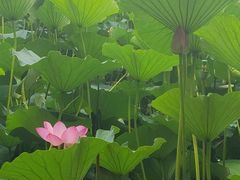 -长春市南湖公园