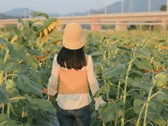 -光明小镇欢乐田园