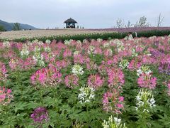 -径山花海