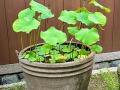 -中村藤吉(本店)