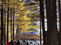 -塞罕坝国家级自然保护区