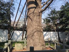 -上海醉白池公园