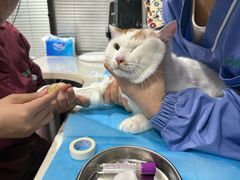 -伟伟宠物医院·CT影像中心·瑞派犬猫综合性门诊(汉口总院)