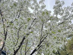 -西北湖绿化广场