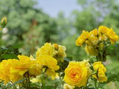 -都江堰玫瑰花溪谷