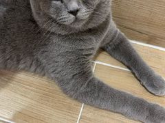 -李小姐の猫咖啡馆(五角场店)
