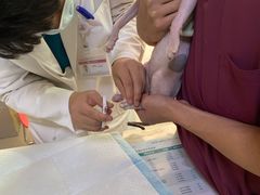 -艾贝尔宠物诊疗