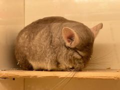 -龙猫仔乐园(惠福东路店)