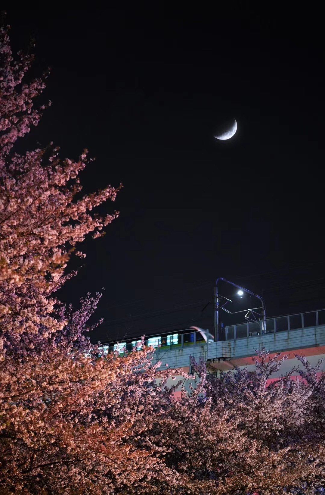 手机摄影技巧|夜晚手机拍樱花91构图巧妙更添彩94拍出光影大片