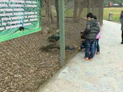 -金孔雀温泉旅游度假村