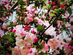 -石家庄市植物园