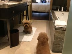 -上海崇明金茂凯悦酒店