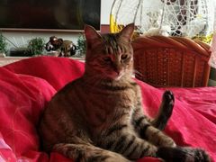 -宠爱国际动物医院· 猫科· 外科·中兽医(长白店)