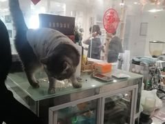 -楼上猫咖(罗湖店)