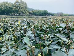 -中国茶叶博物馆(双峰馆区)