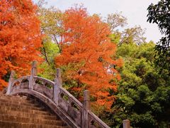 -深圳仙湖植物园
