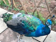 -昆明动物园