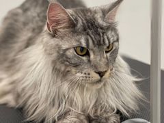 -comecome来吧宠物(奥克斯中心店)