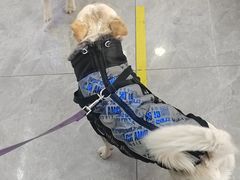 -pd派德宠物中心医院24H急重症·眼科中心·血液透析中心(嵩山北路店)