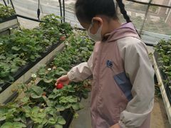 -甜心庄园·甜心草莓采摘园(西青中北店)