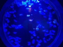 -太平洋海底世界