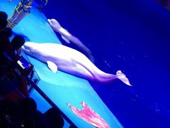 -芜湖新华联大白鲸海洋公园