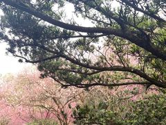 -南山植物园
