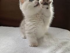 -飞行喵MR PILOT|猫舍·猫咖(静安大融城店)