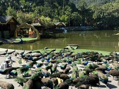 -西双版纳傣族园