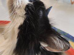 -平行世界·猫咖(首经贸店)