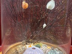 -青岛贝壳博物馆