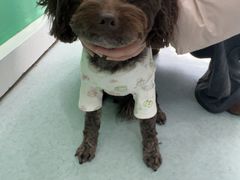 -汪喵宠物医院·骨科心脏影像·犬猫急重症ICU诊疗中心(成华分院)