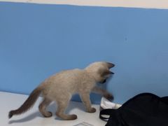 -瑞派福兴宠物医院犬猫全科·骨科·中西医结合(河东店)