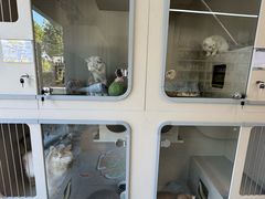 -唐小姐の私宠·宠物洗护美容·撸猫馆·购宠(周浦万达旗舰店)