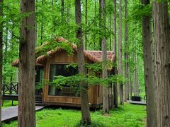 -黄海国家森林公园