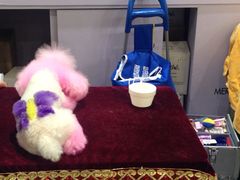 染发狗狗-东浩兰生上海世博展览馆