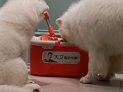 -安格丽娜·狗咖·猫咖羊驼咖(春熙路百盛商场店)