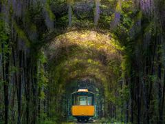 -合肥滨湖国家森林公园