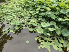 -龙头寺公园