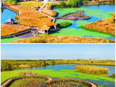 -宁波杭州湾国家湿地公园