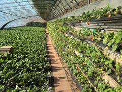 -大自然农场蔬菜草莓采摘园