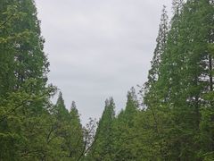 -黄海国家森林公园