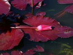 -国家植物园南园