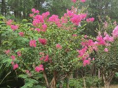 -荔香公园