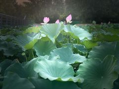 -大望京公园